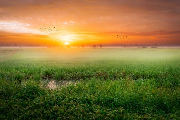 Sunrise over a misty green field with birds