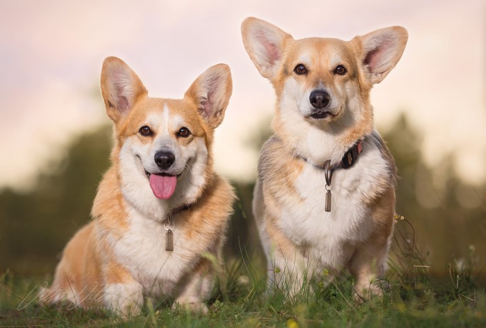 Two Welsh Corgis Sitting in Grass
