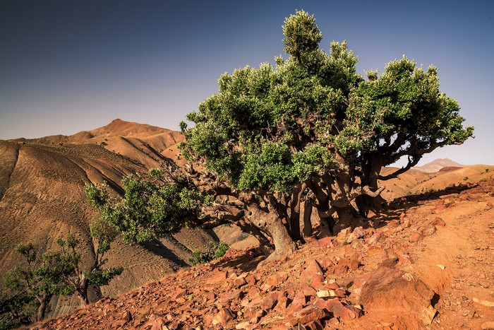 4K Toufrine Tadla-Azilal Morocco Trees Stones Africa