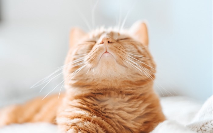 Close-up of a ginger cat with eyes closed