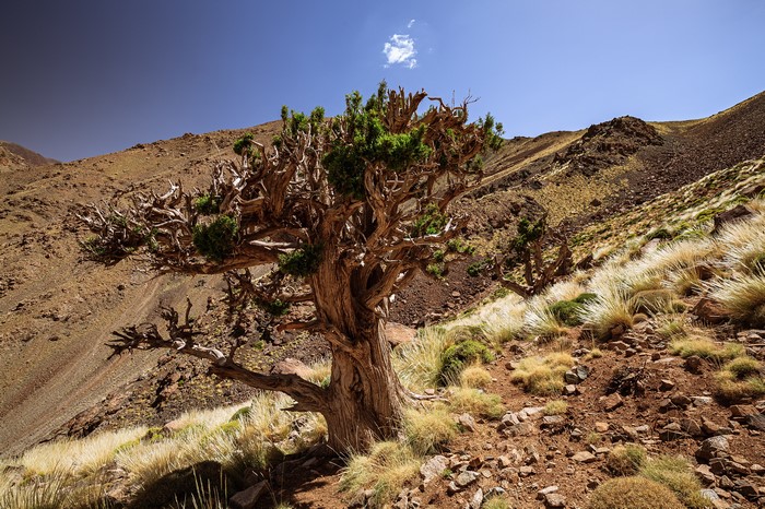 4K Juniper Tree in Morocco, Africa