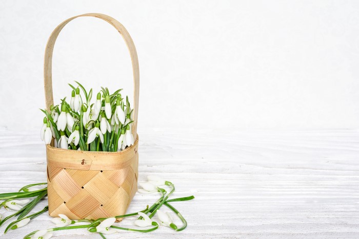 Snowdrops in a wicker basket on a white wooden surface