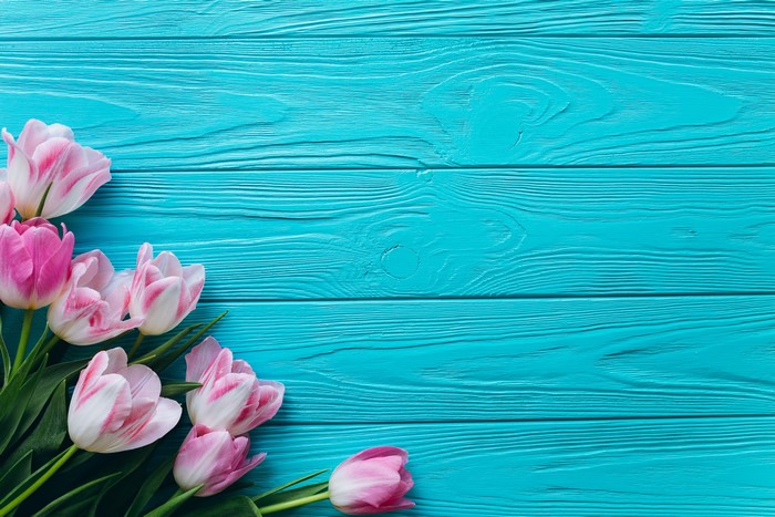 Pink and white tulips on blue wood planks