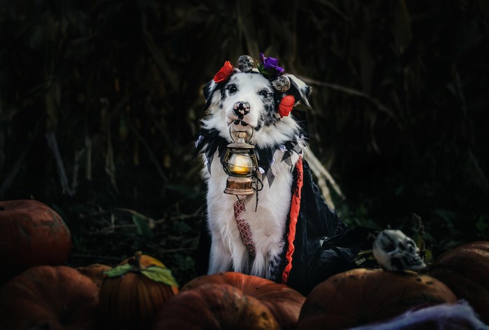 Australian Shepherd with Kerosene Lamp and Pumpkins