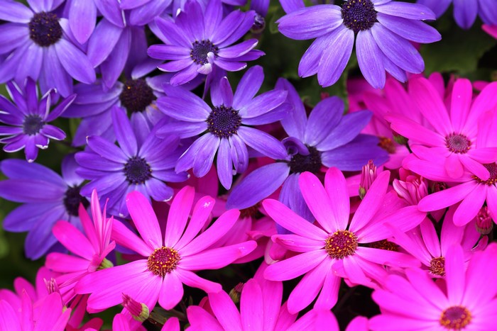 Closeup of Vibrant Osteospermum Flowers in 4K