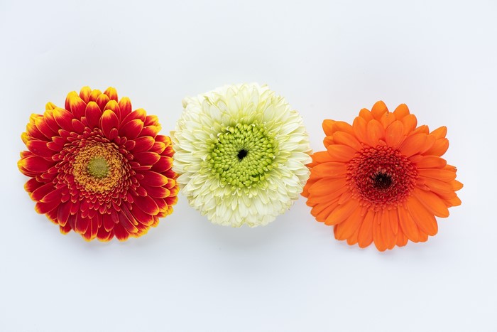 Three gerbera daisies on a white background