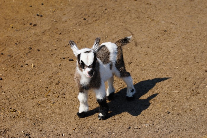 Baby goat with black and white markings standing on dirt