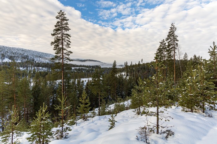 Snowy Forest Landscape in Norway