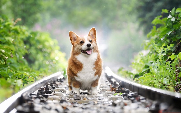 Welsh Corgi on Railroad Tracks