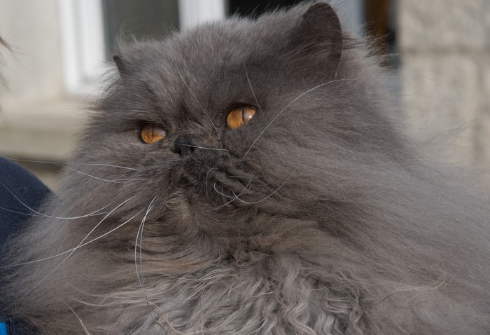 Close-up of a grey Persian cat