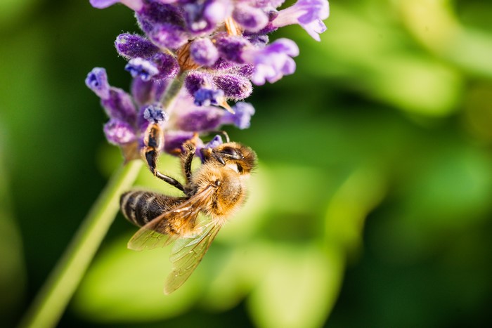 Bee on Lavender Flower, Closeup, Bokeh