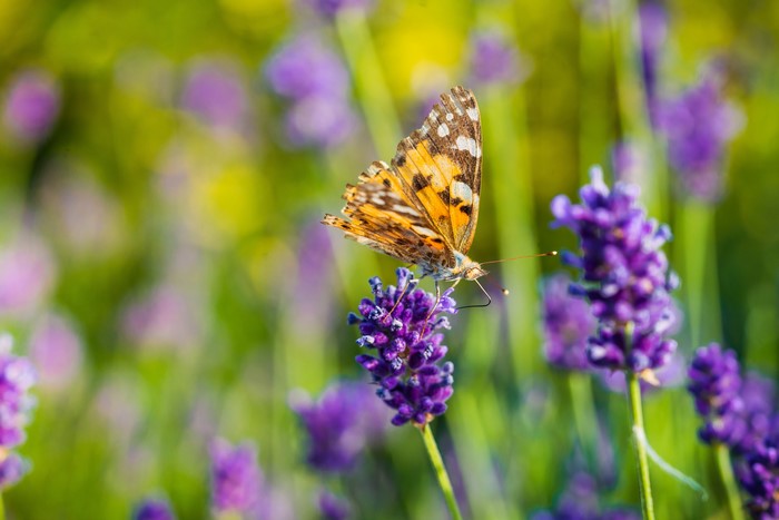 Butterfly on Lavender