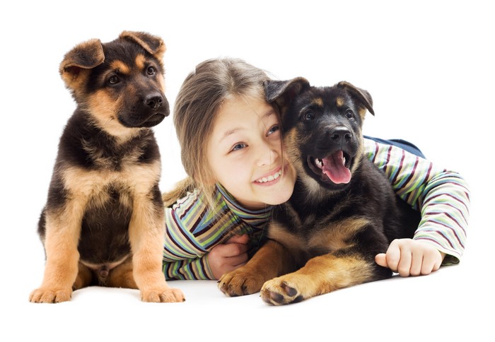 Girl with German Shepherd Puppies on White Background