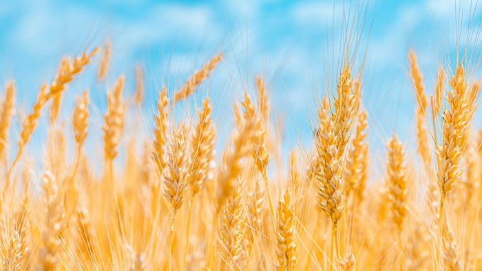 Wheat field under a blue sky