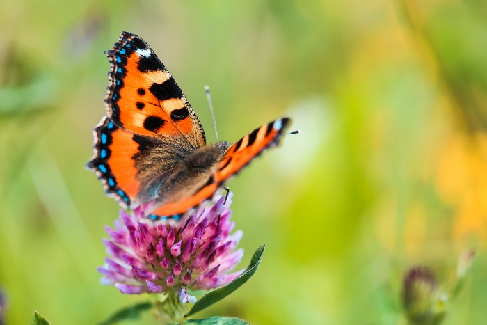 Small Tortoiseshell Butterfly on Clover Flower