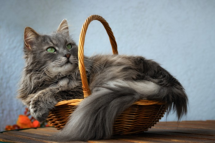 Grey cat in a wicker basket