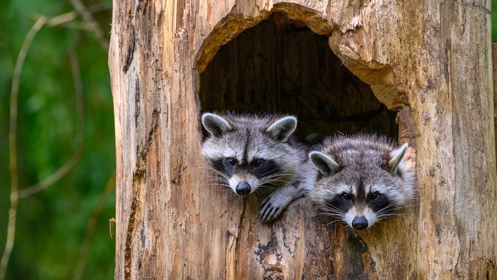 Two Raccoons Peeking from a Tree Trunk