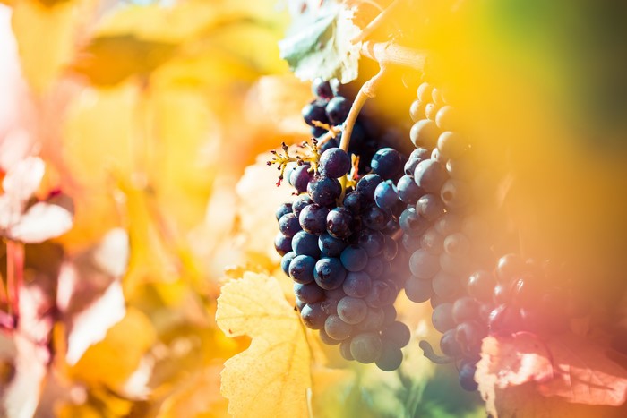 Grapes on a vine with bokeh