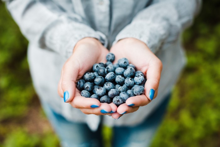 Hands holding blueberries