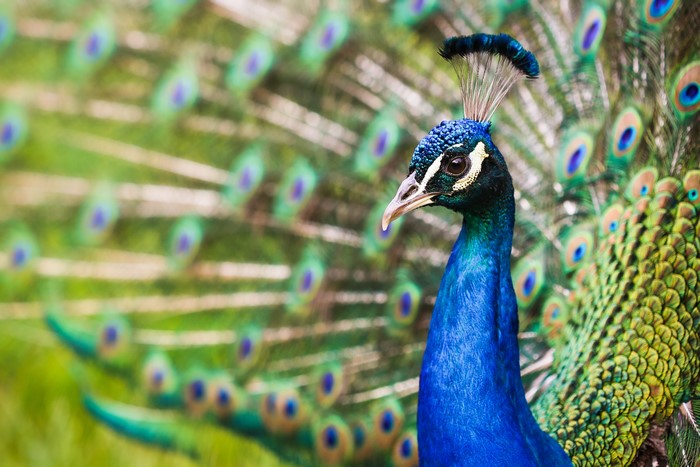 Peacock with fanned tail feathers
