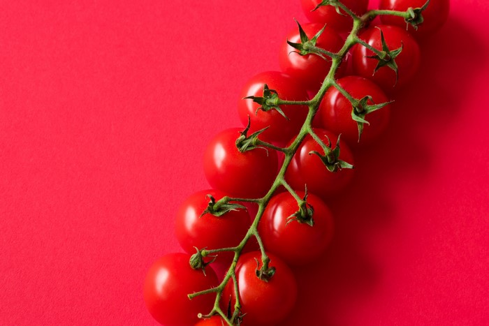 Tomatoes on a vine, red background