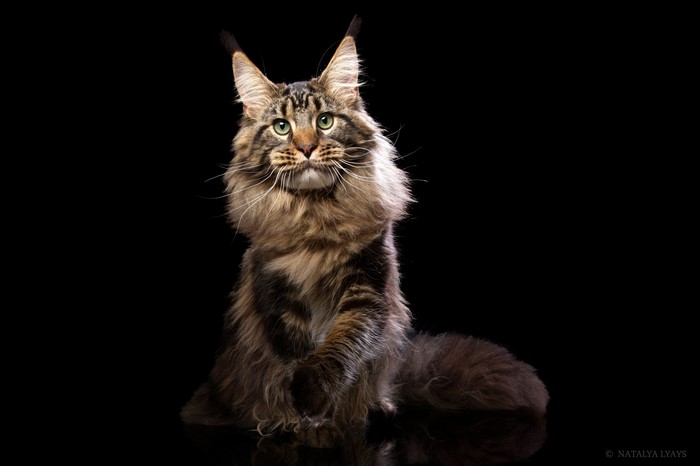 Maine Coon Cat by Natalya Leis