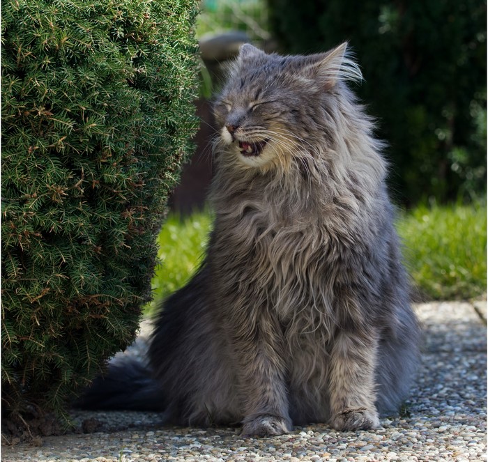 Fluffy grey cat sitting by a bush