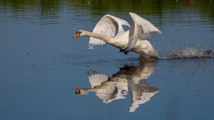 Swan taking off from water with reflection