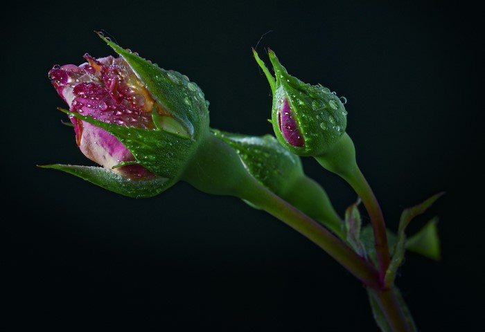 Two rose buds with water drops on a black background