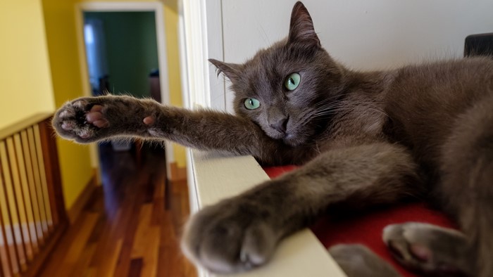 Grey cat lying down with green eyes