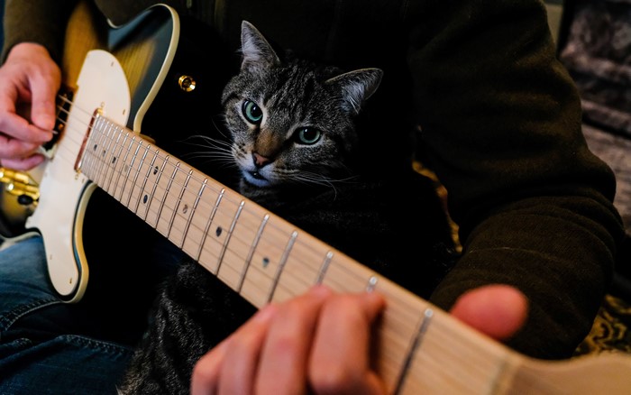 Cat on a person's lap playing guitar