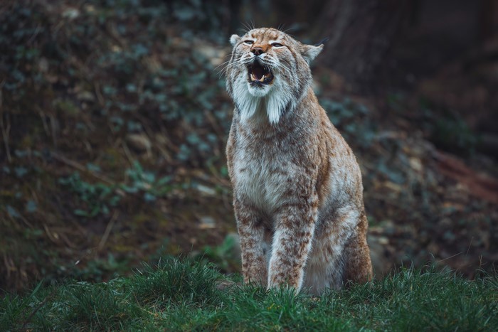 Lynx with open mouth in grass