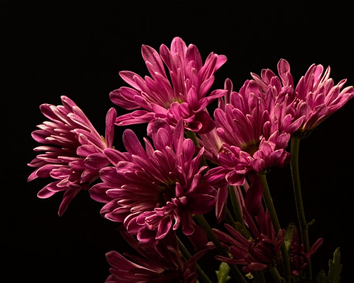 Pink Chrysanthemums on Black Background
