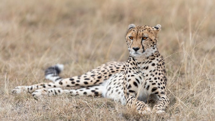 Cheetah lying down in dry grass