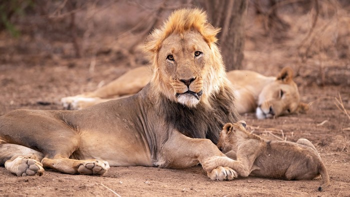 4K Lions and Cubs Resting
