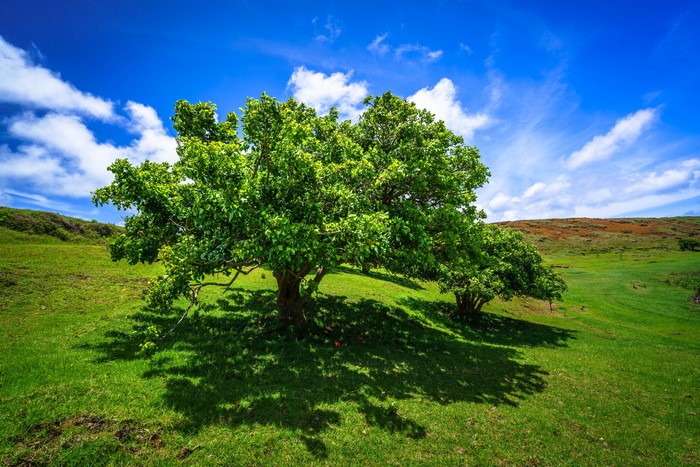 4K Ranu Raraku Easter Island Trees and Sky