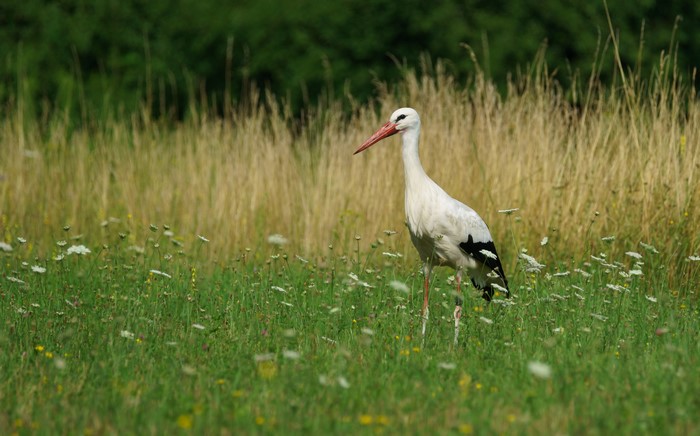 White Stork in a Field of Flowers