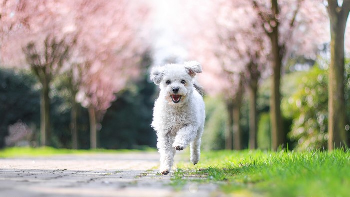 White dog running on a path with pink trees