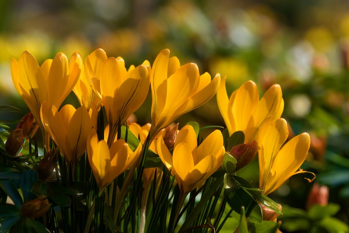 Yellow Crocuses in Sunlight