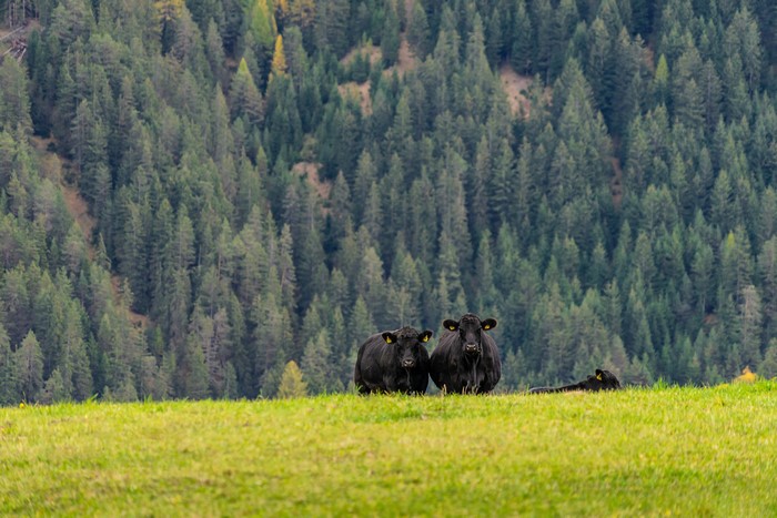Black Cows in a Grassy Field with Forest Background