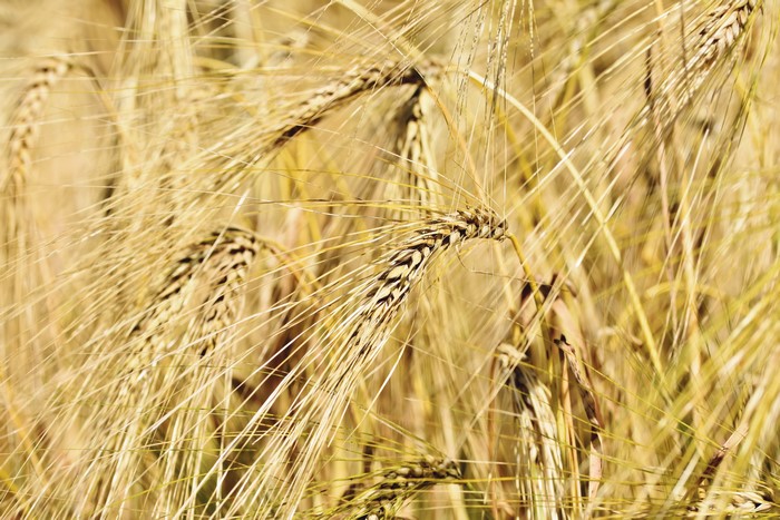 Wheat Field Closeup