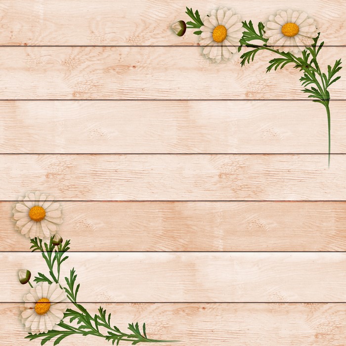 Chamomile flowers on a wooden plank background