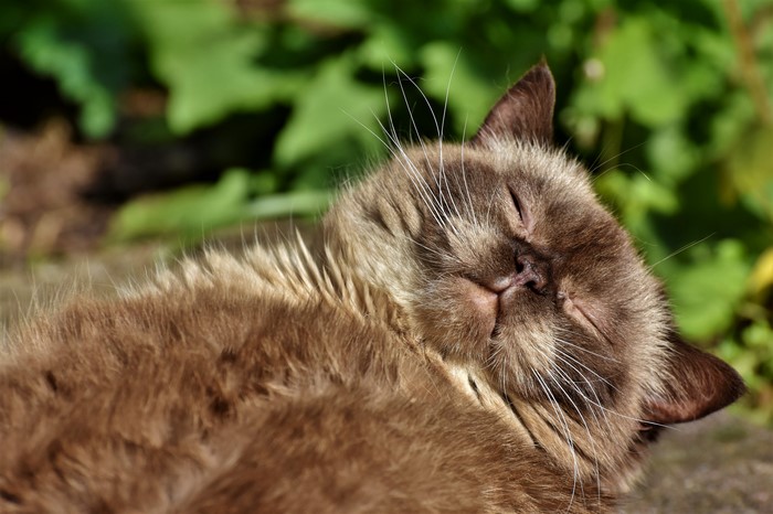 Fluffy cat lying down and sleeping