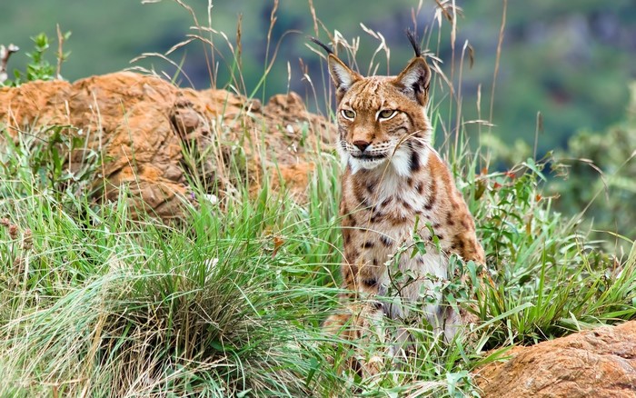 Lynx sitting in tall grass on a rocky outcrop