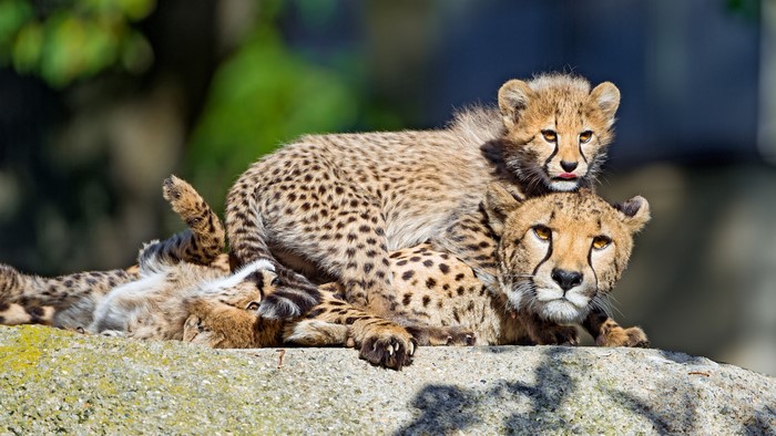 4K Cheetahs and Cubs on Rock