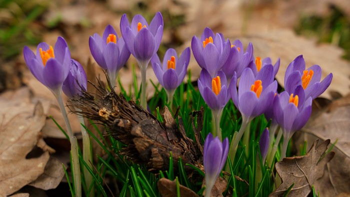 Crocuses with orange stamens and brown leaves