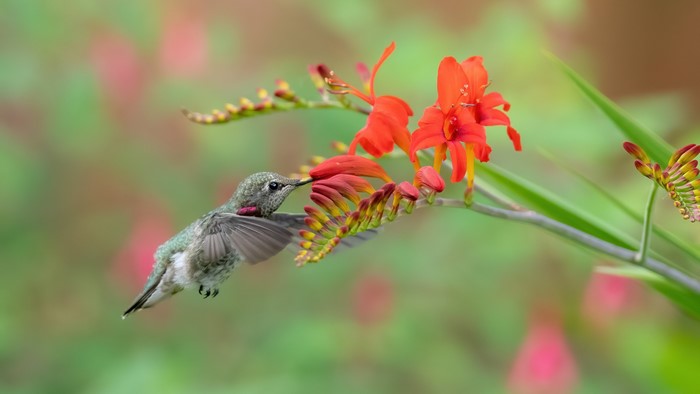 Hummingbird feeding on orange flowers