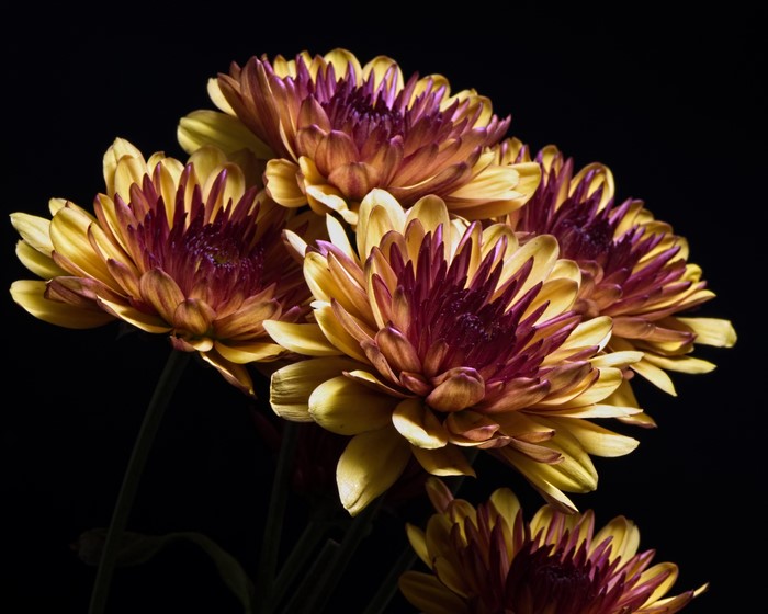 4K Chrysanthemums closeup on black background