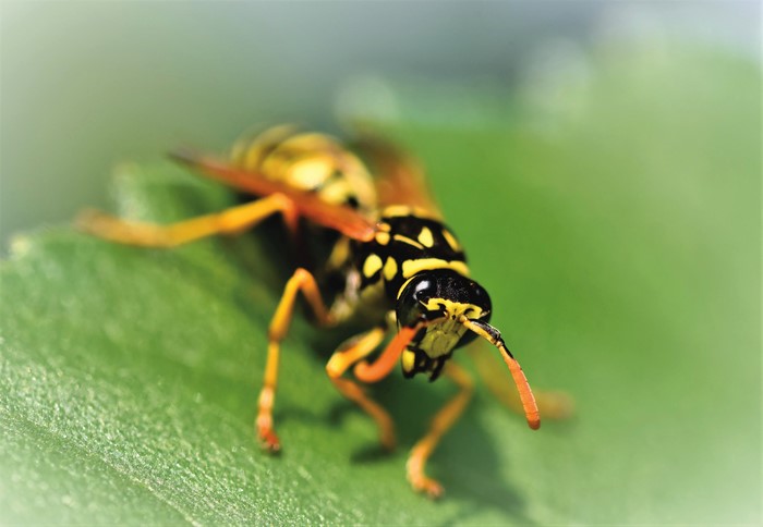 4K Closeup of a Wasp on a Leaf