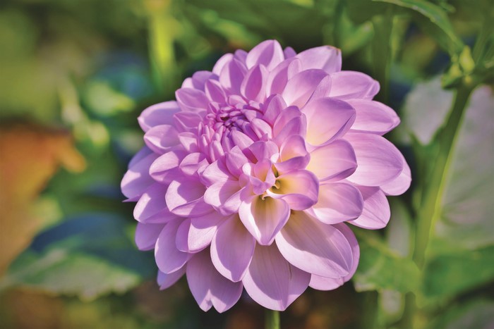 Pink Dahlia flower closeup with bokeh background